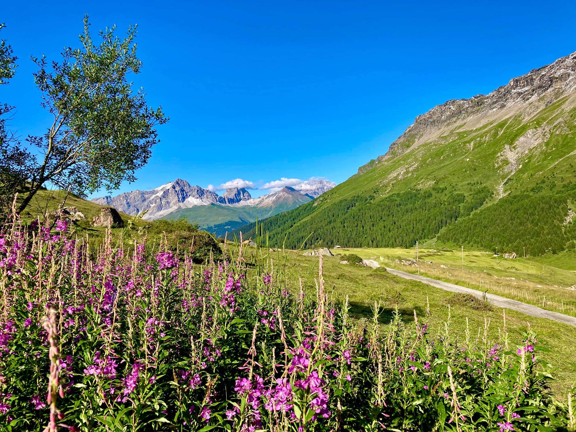 Wildblumen vor Tal und Bergen