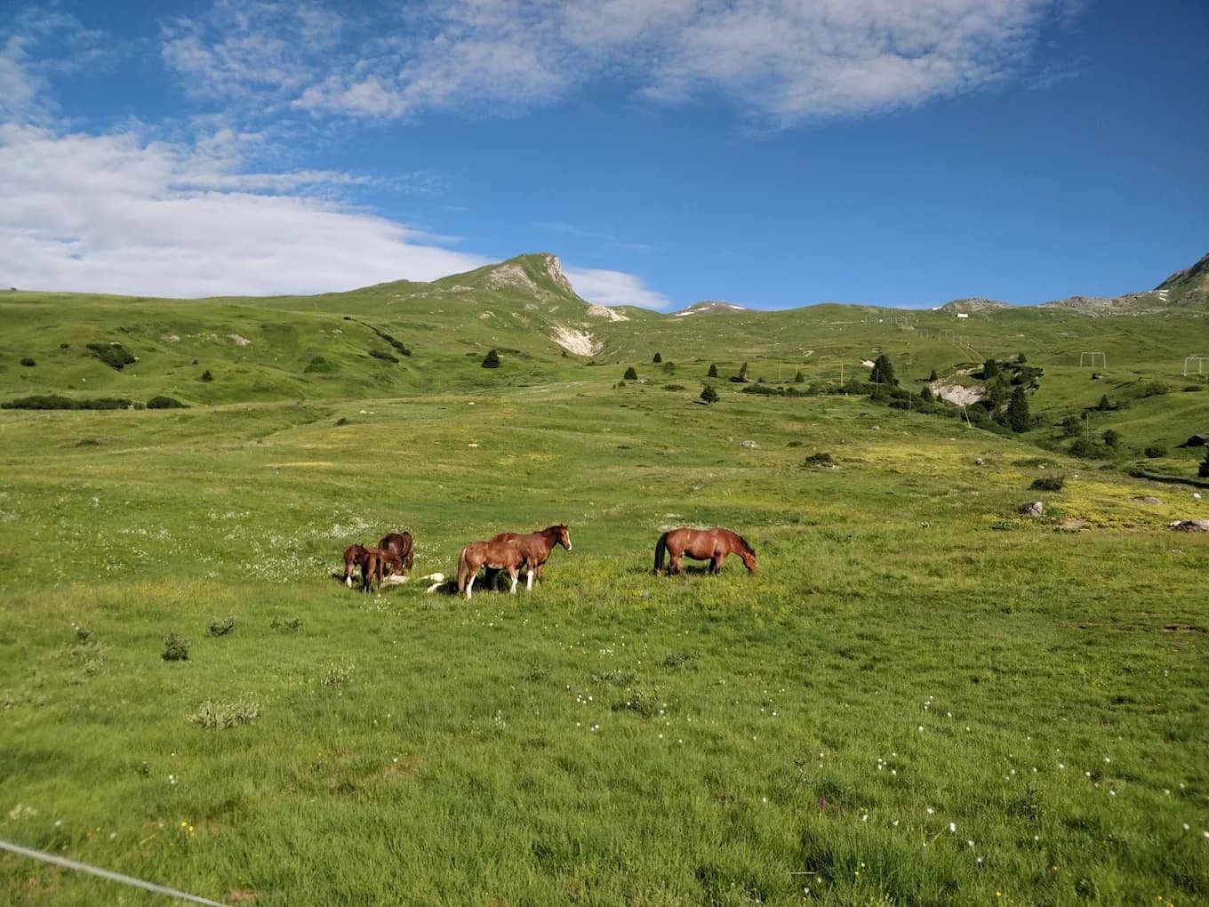 Freilaufende Pferde mit Fohlen auf der Sommerweide von Radons vor Bergpanorama